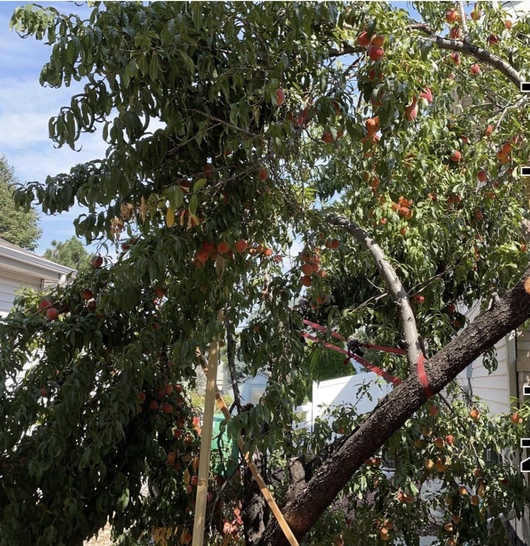 Peach Tree Covered in Fruit