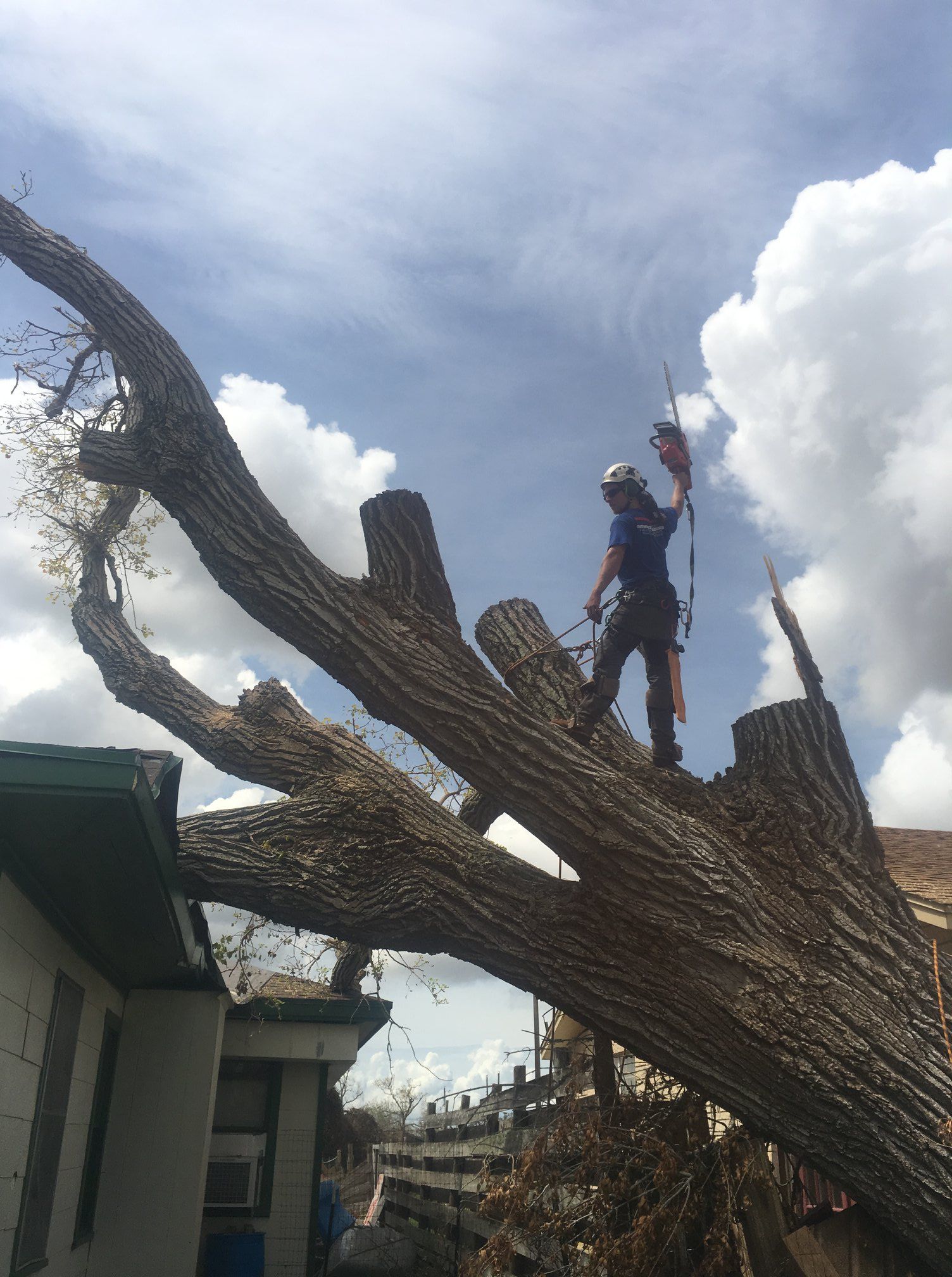 Giant Cottonwood on House