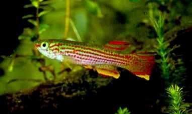 Aphyosemion striatum