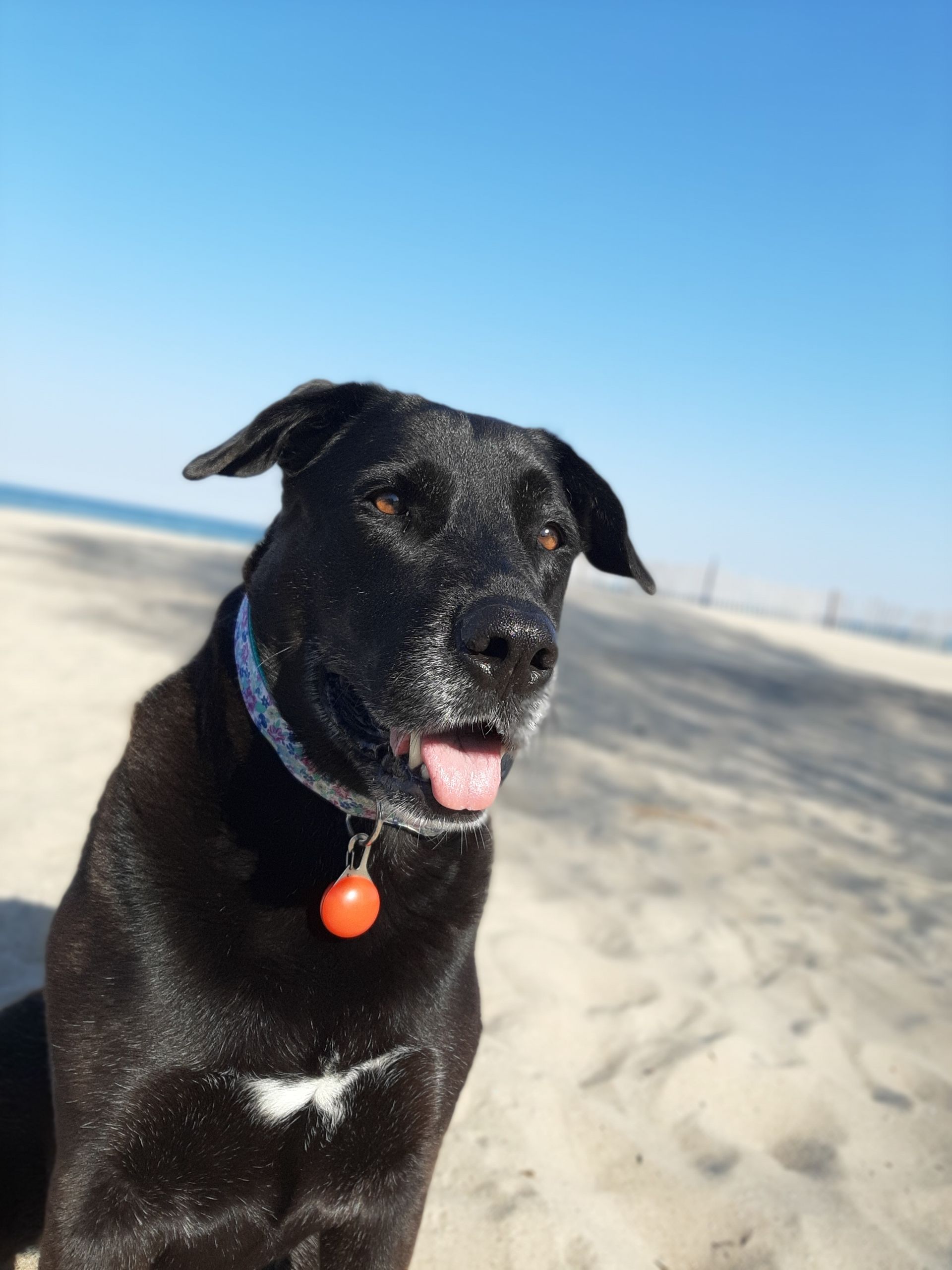 Dog Friendly, Pet Friendly Resort in Oscoda Michigan