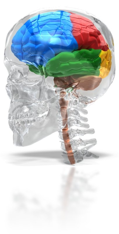 Bild von gläsernen Schädel mit Gehirnarealen in Farben. Neurowissenschaftliche Aus-und Weiterbildung mit Hirn.