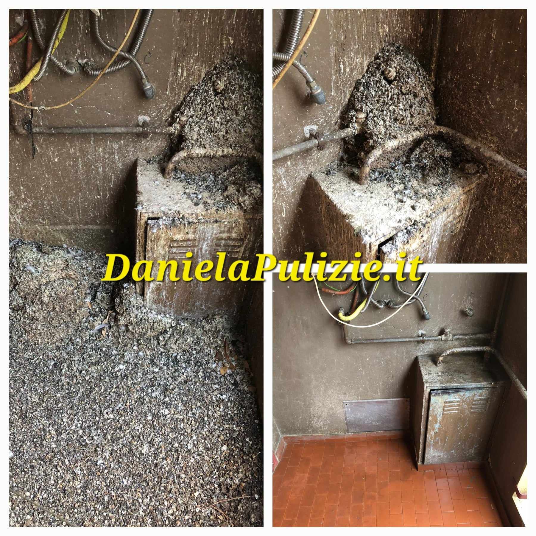 Pulizia e rimozione guano piccione Roma