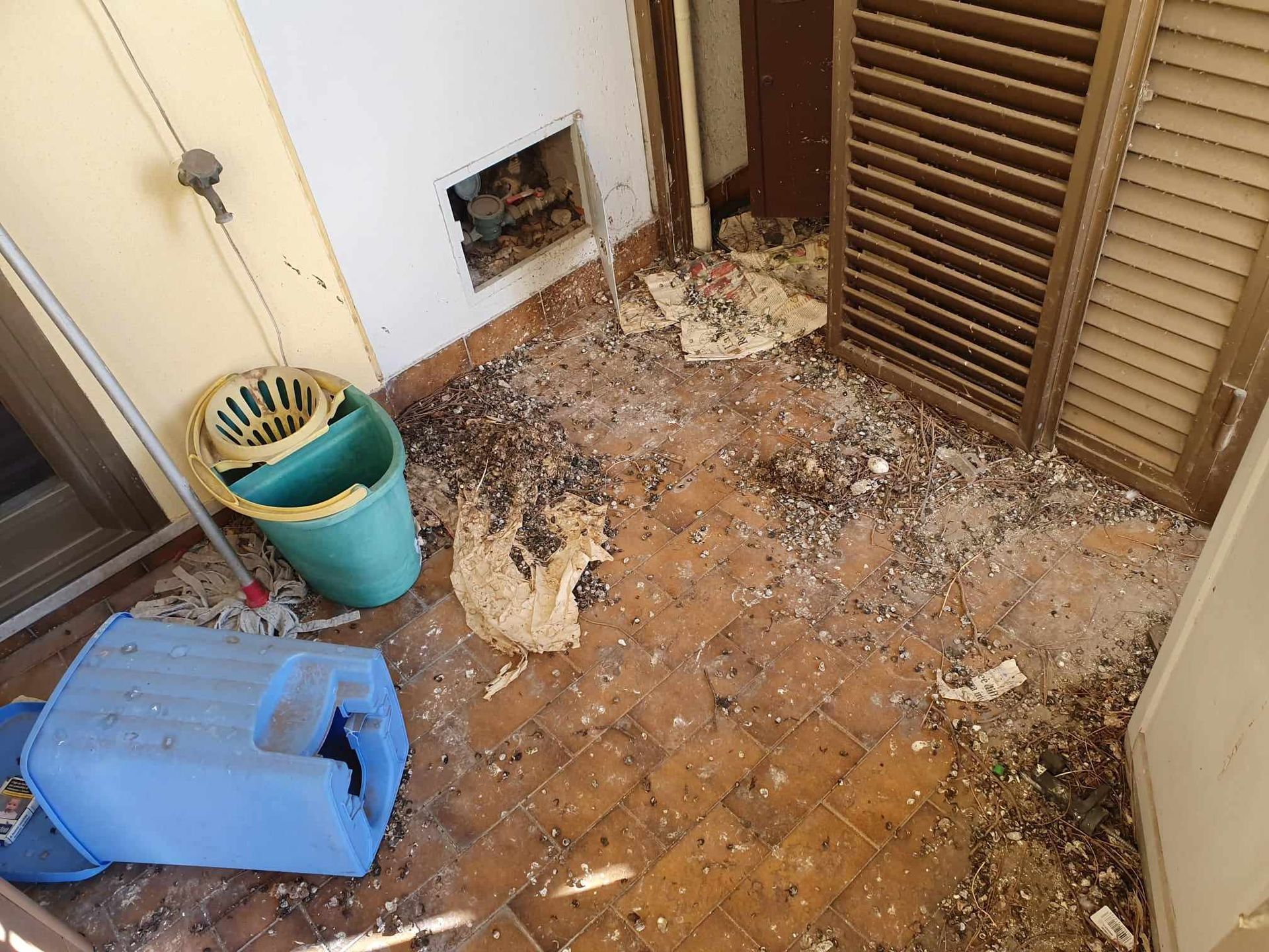 pulizie guano piccioni roma