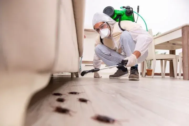 disinfestazione cimice da letto
