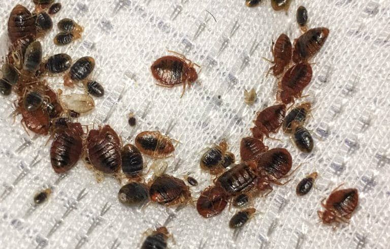 disinfestazioni cimici da letto roma