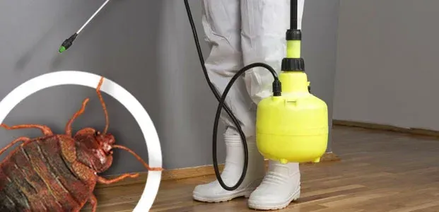 disinfestazione urgente cimici dei letti a Roma