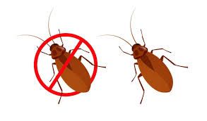 disinfestazione blatte e scarafaggi