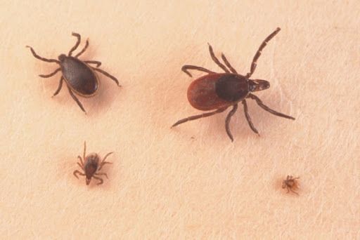 disinfestazione zecche