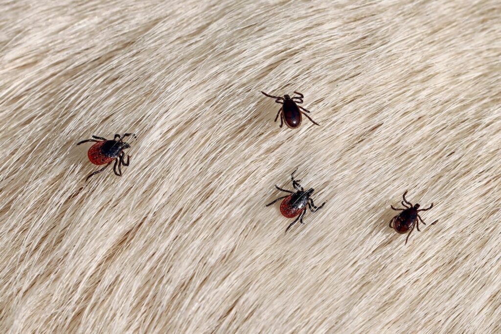 disinfestazione pulci e zecche roma