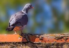 come pulire il guano dei piccioni