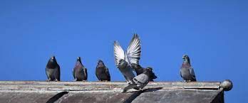 bonifica guano piccioni roma