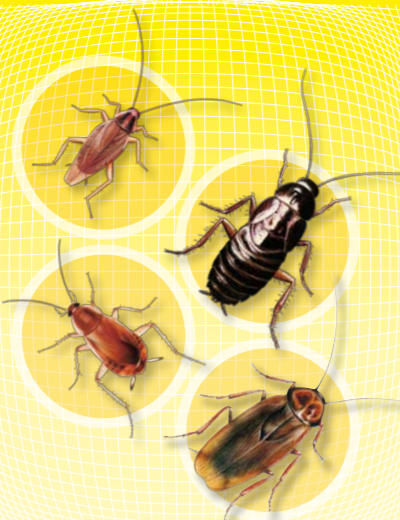 disinfestazione scarafaggi Roma