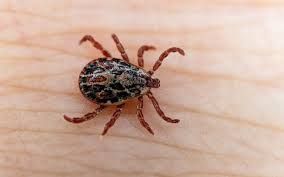 disinfestazione zecche Roma