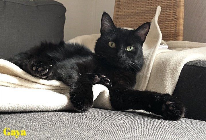 Gaya, chatte européenne noire de 9 ans Gaya, chatte européenne noire de 9 ans