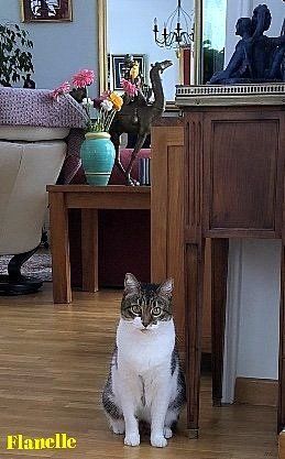 Flanelle, Chatte européenne de 8 ans Flanelle, Chatte européenne de 8 ans