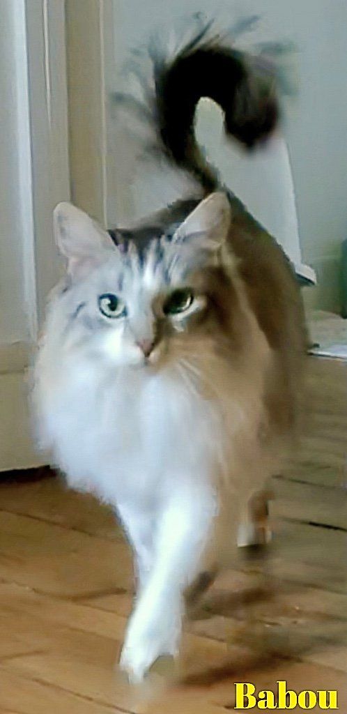 Babou, chat croisé Sacré de Birmanie de 9 ans Babou, chat croisé Sacré de Birmanie de 9 ans