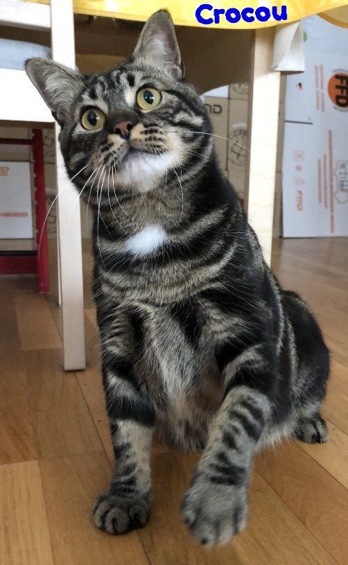 Crocou, chat tigré de type européen de 2 ans Crocou, chat tigré de type européen de 2 ans