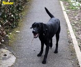 Nakao, Labrador noir de 2 ans Nakao, Labrador noir de 2 ans
