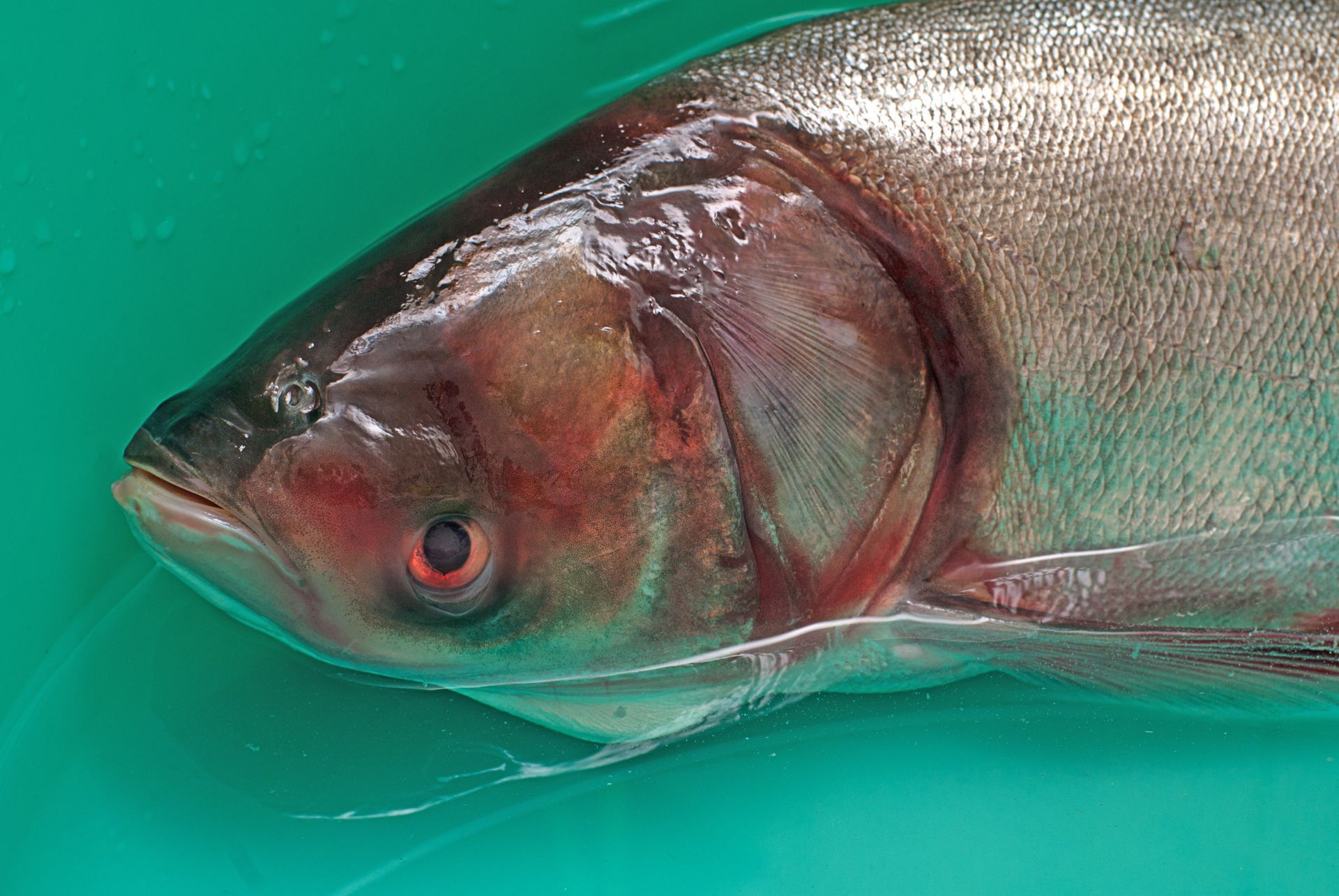 Bild lizensiert bei https://www.shutterstock.com/de/images