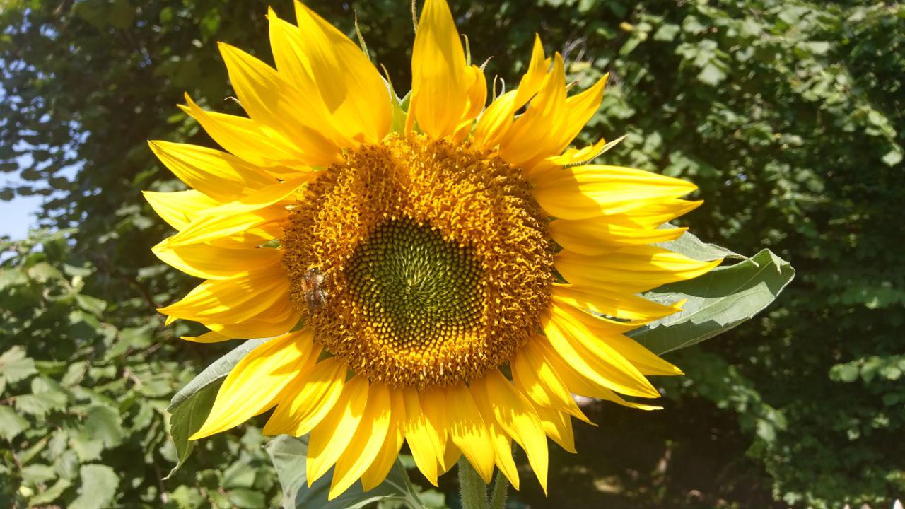 Pflanzenkommunikation