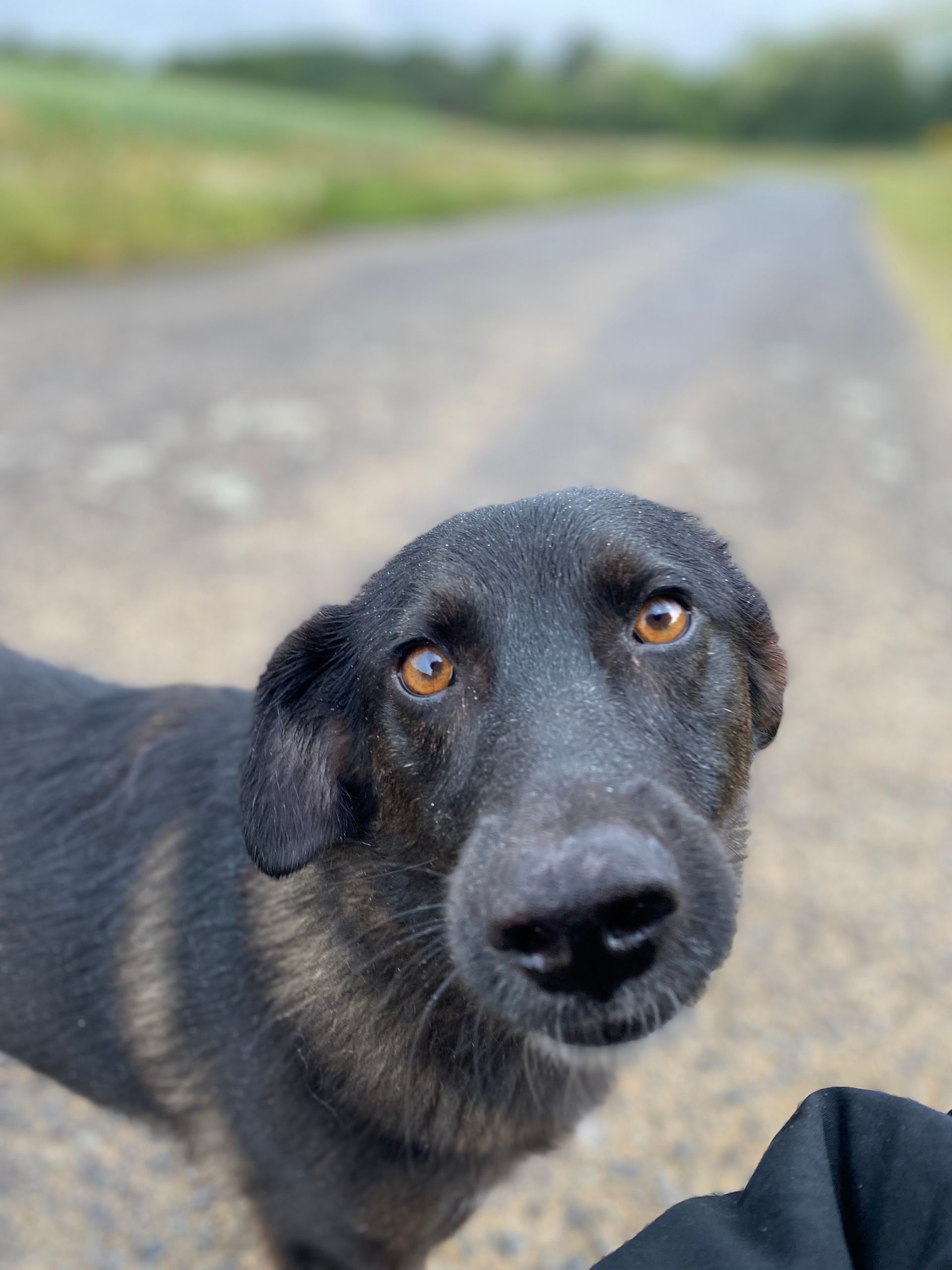 Chien de l’architecte sur un chantier de rénovation intérieure