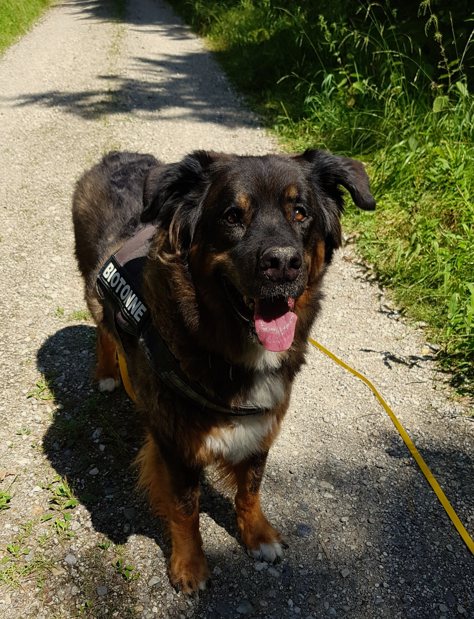 A big, happy dog with Fluffy black-brown coat and a white chest. 