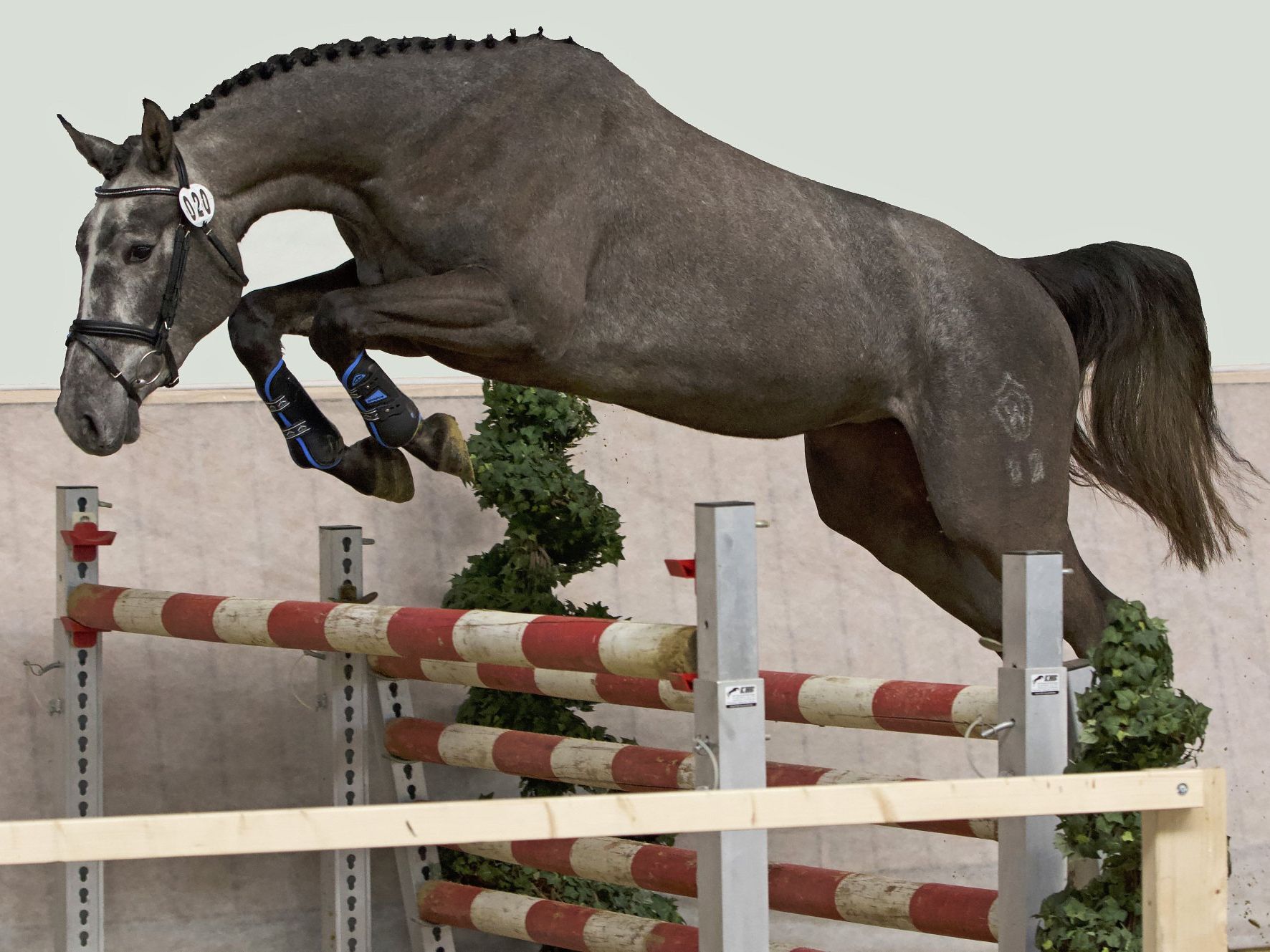 to the broodmares