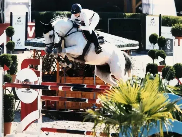 to the horse (Photo Rimondo.de)