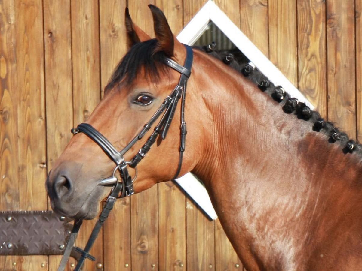 Hier geht es zum Pferd. (Foto: C. Köhne)