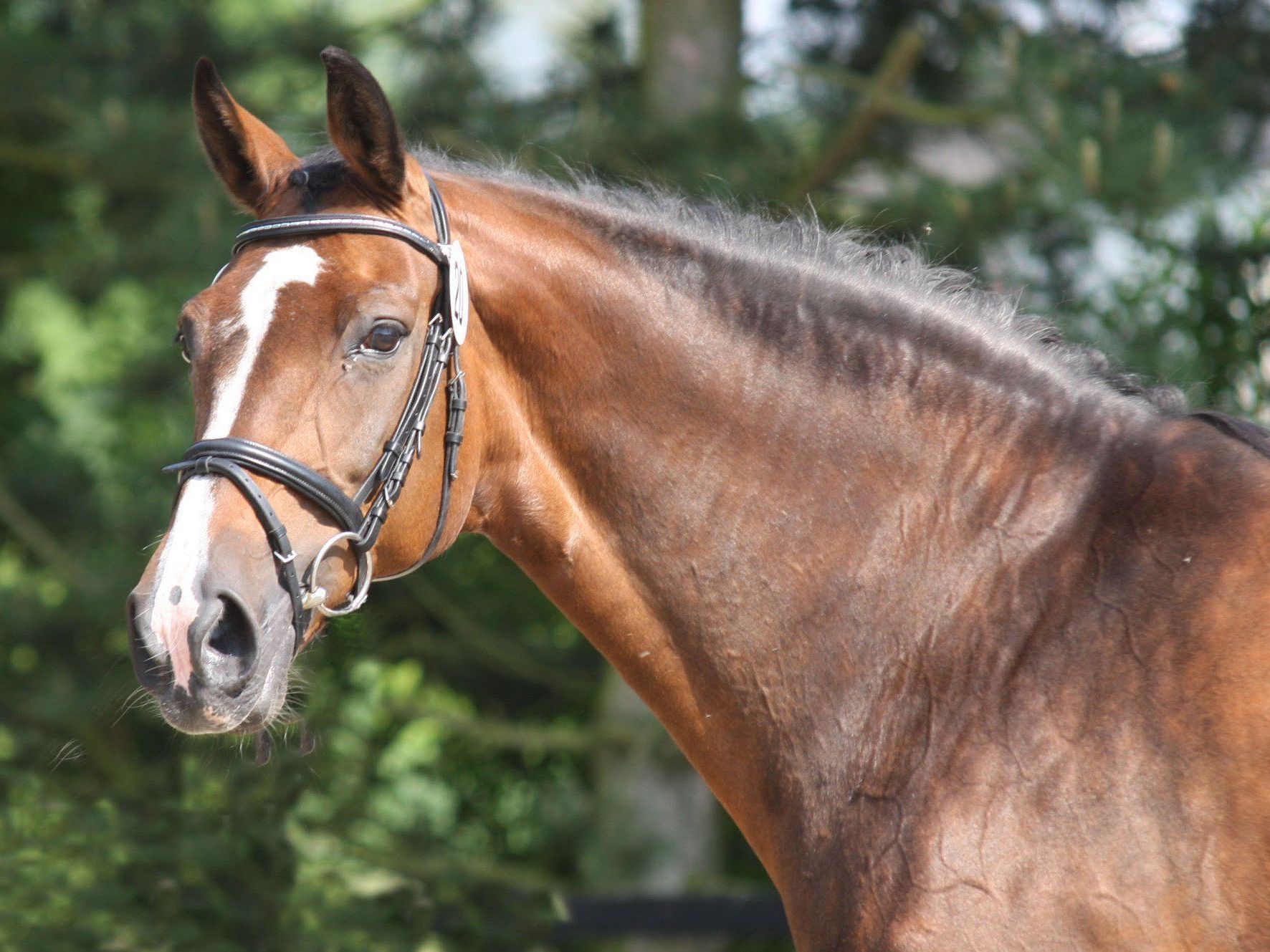Hier geht es zum Pferd. (Foto: C. Köhne)
