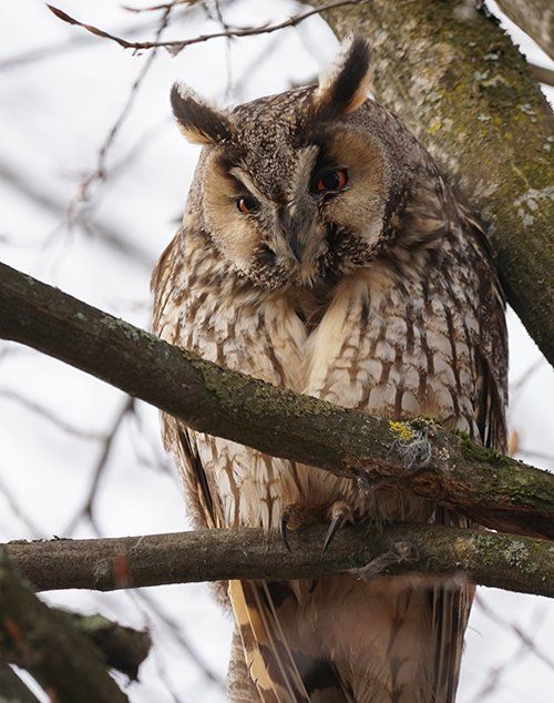 Eule im Wald in Tierkommunikation mit Mensch
