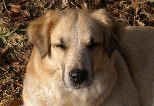 Tierkommunikation Hund