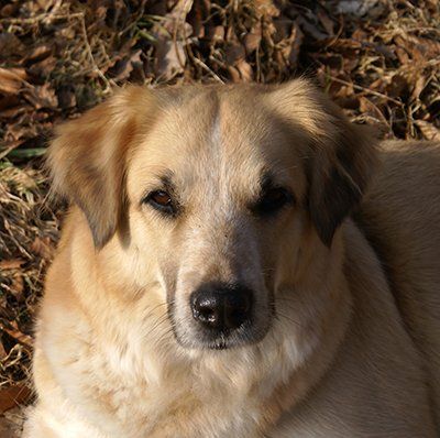 Hund Cana von Maria Hubert Tierkommunikation