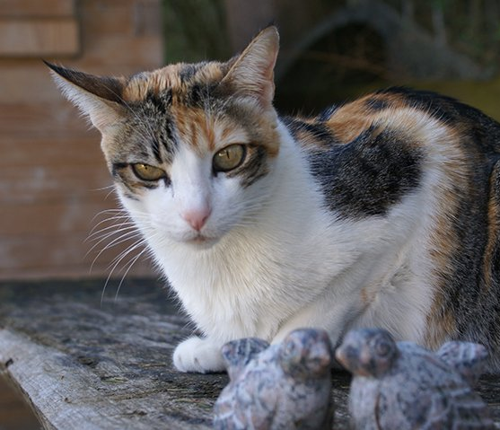 Tiere Maria Hubert Tierkommunikation