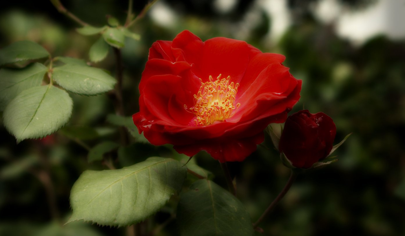 Schönheit rote Rose - Jahresgruppenseminar Beziehungsräume Maria Hubert