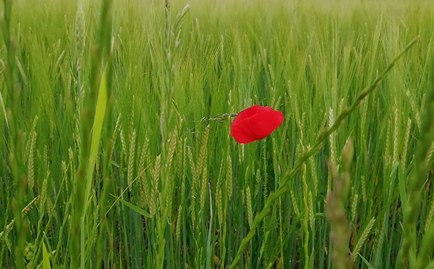 einzelne rote Mohnblume in grüner Umgebung  Individualität