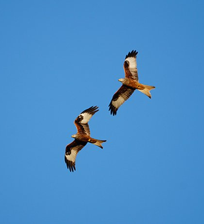 zwei Falken am blauen Himmel in Beziehung - Jahresgruppe Beziehungsräume Maria Hubert