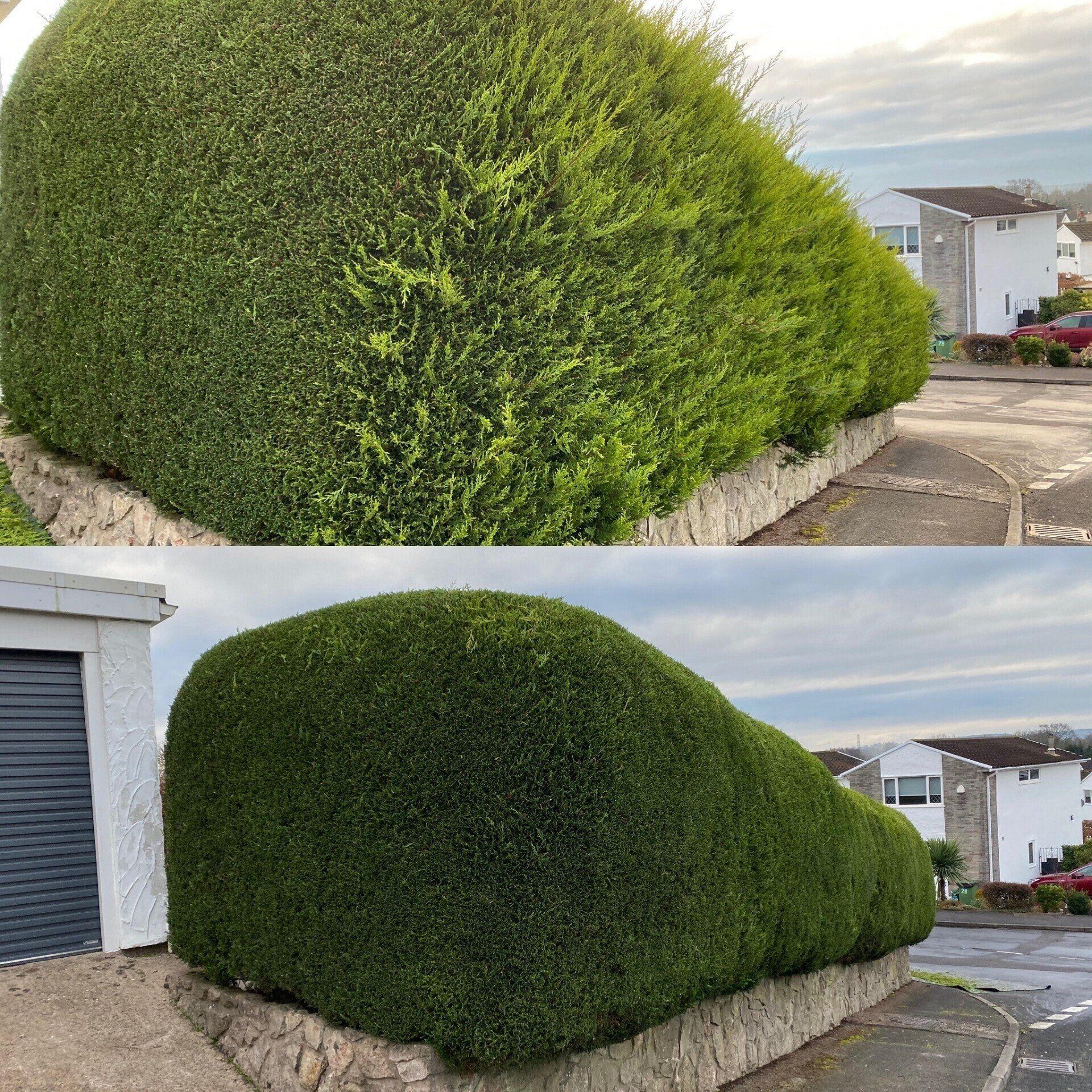 Before & After Hedge