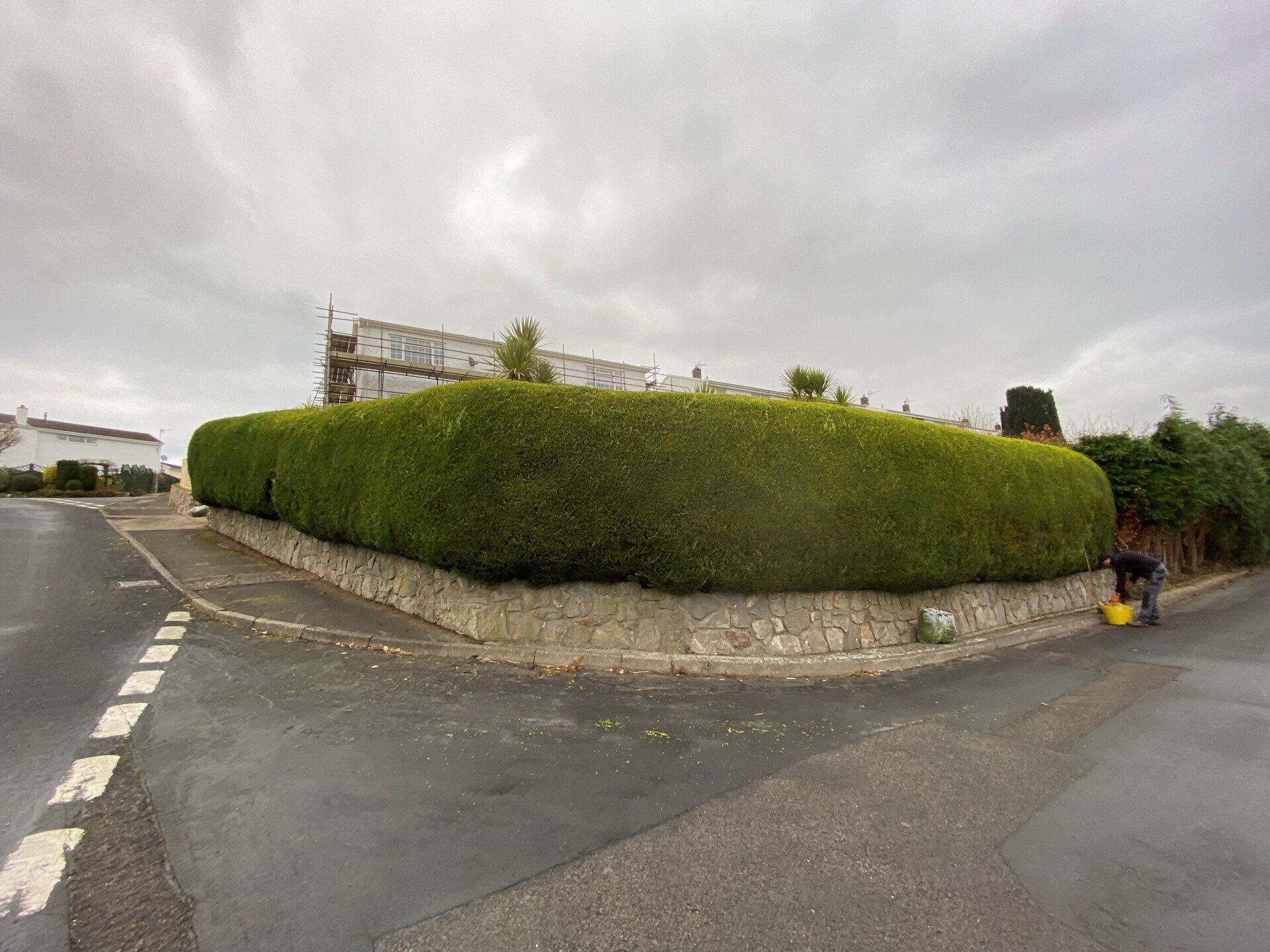 Cut hedge