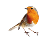 Robin, Red, Bird