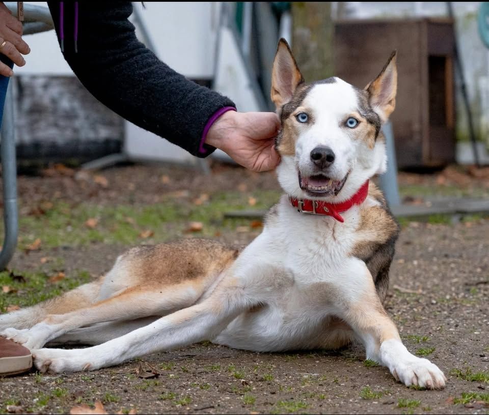 Hund mit auffälligen blauen Augen liegt draußen und wird von einer Person am Kopf gestreichelt.