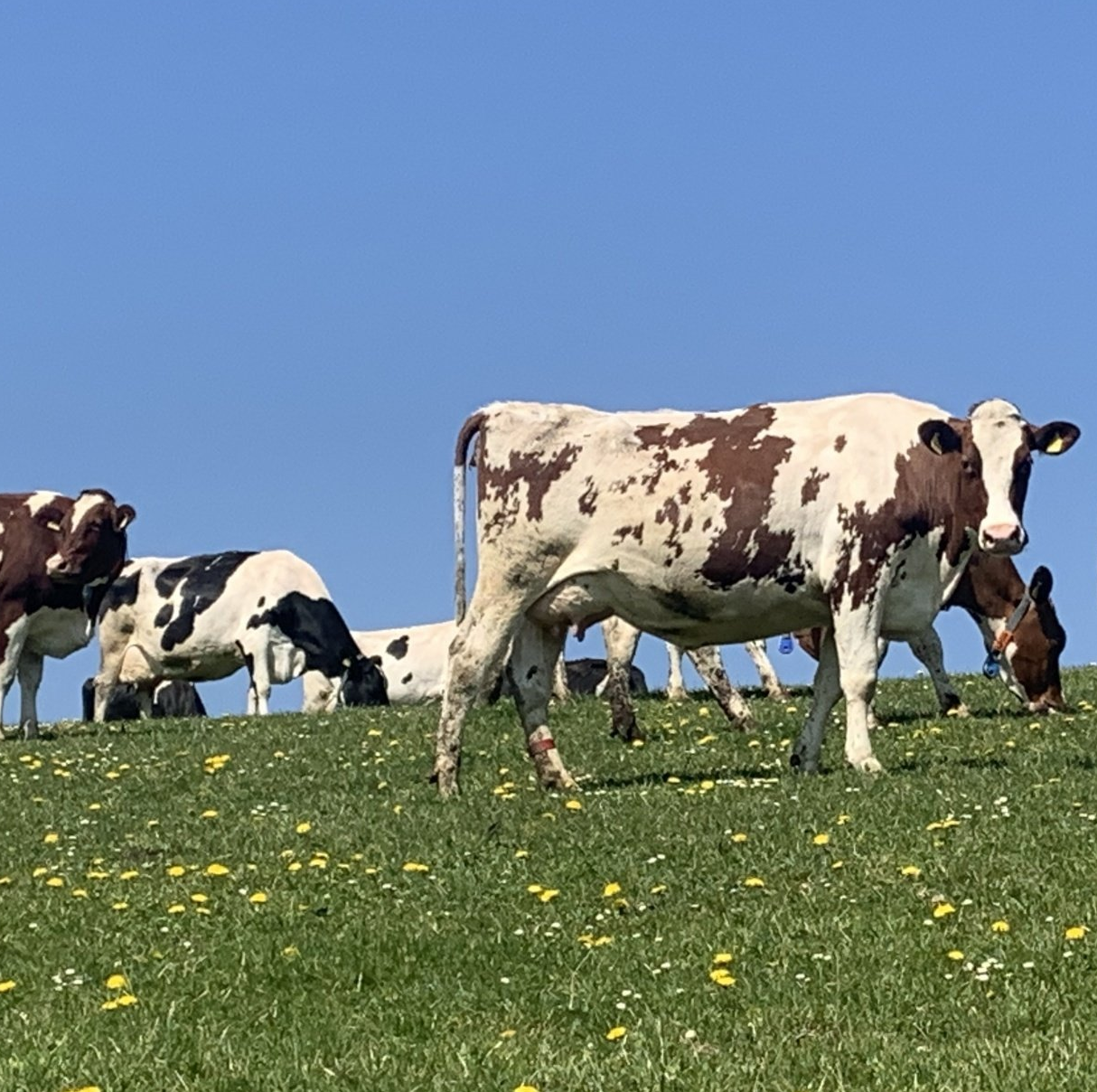 Kuh in Allgäuer Landschaft