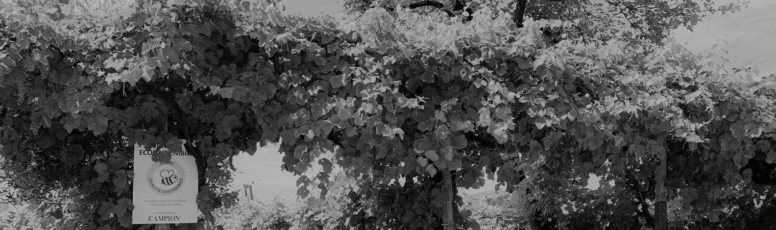 Rebstöcke des Weingutes Campion im Valdobbiadene, dem Herzen des Prosecco!