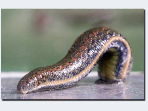 Hirudo medicinalis Blutegeltherapie Waldems, Idstein, Rheingau-Taunus