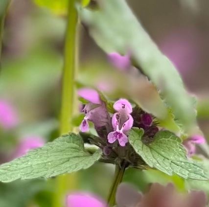 Blüte einer Taubnessel