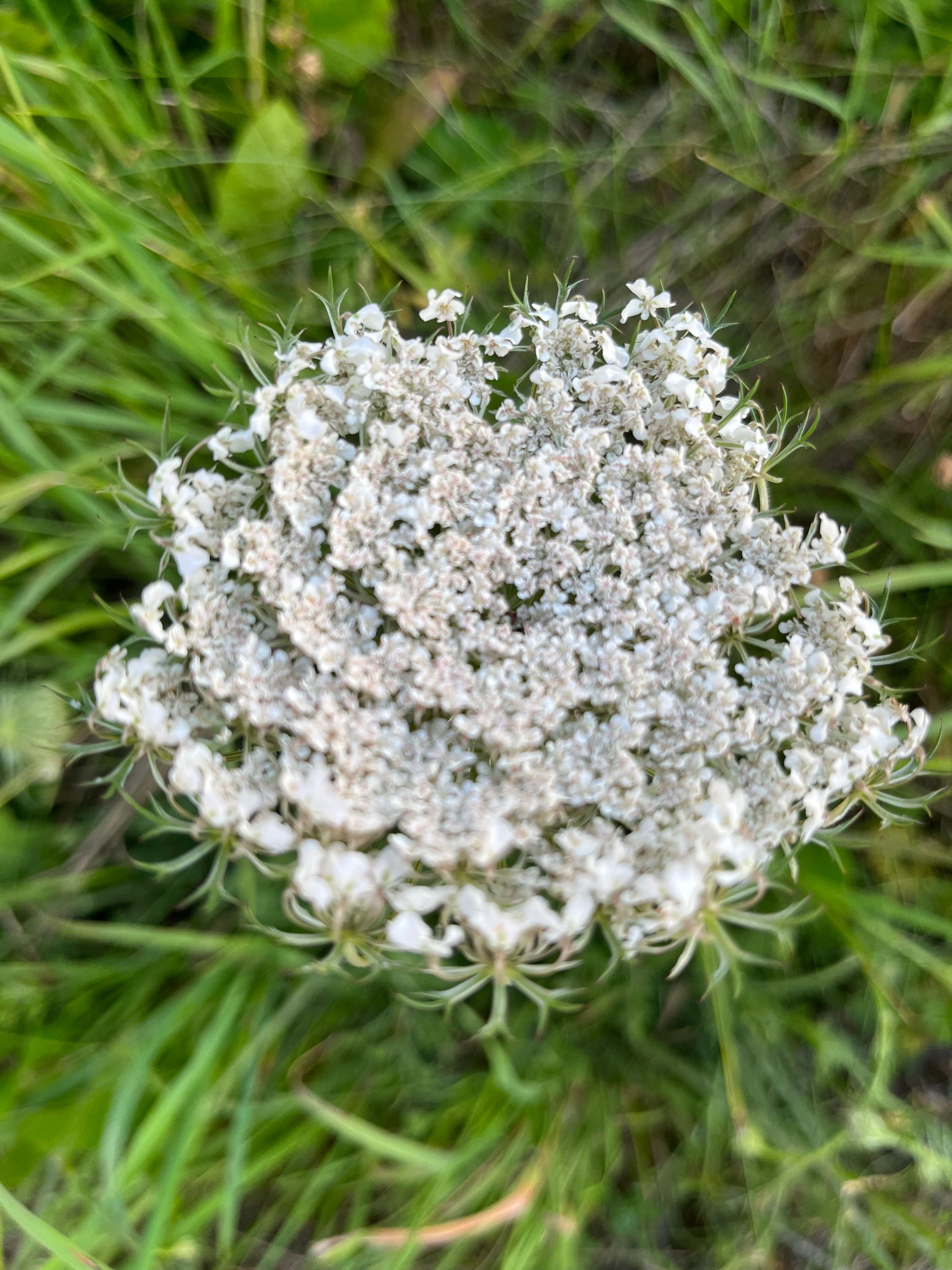 Blüte einer wilden Möhre
