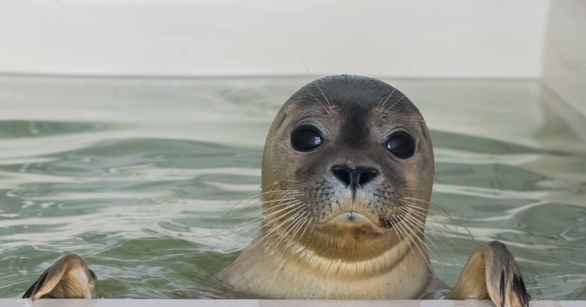 Seehund im Poolraum, Robbenzentrum Föhr, Wildtier Rettung