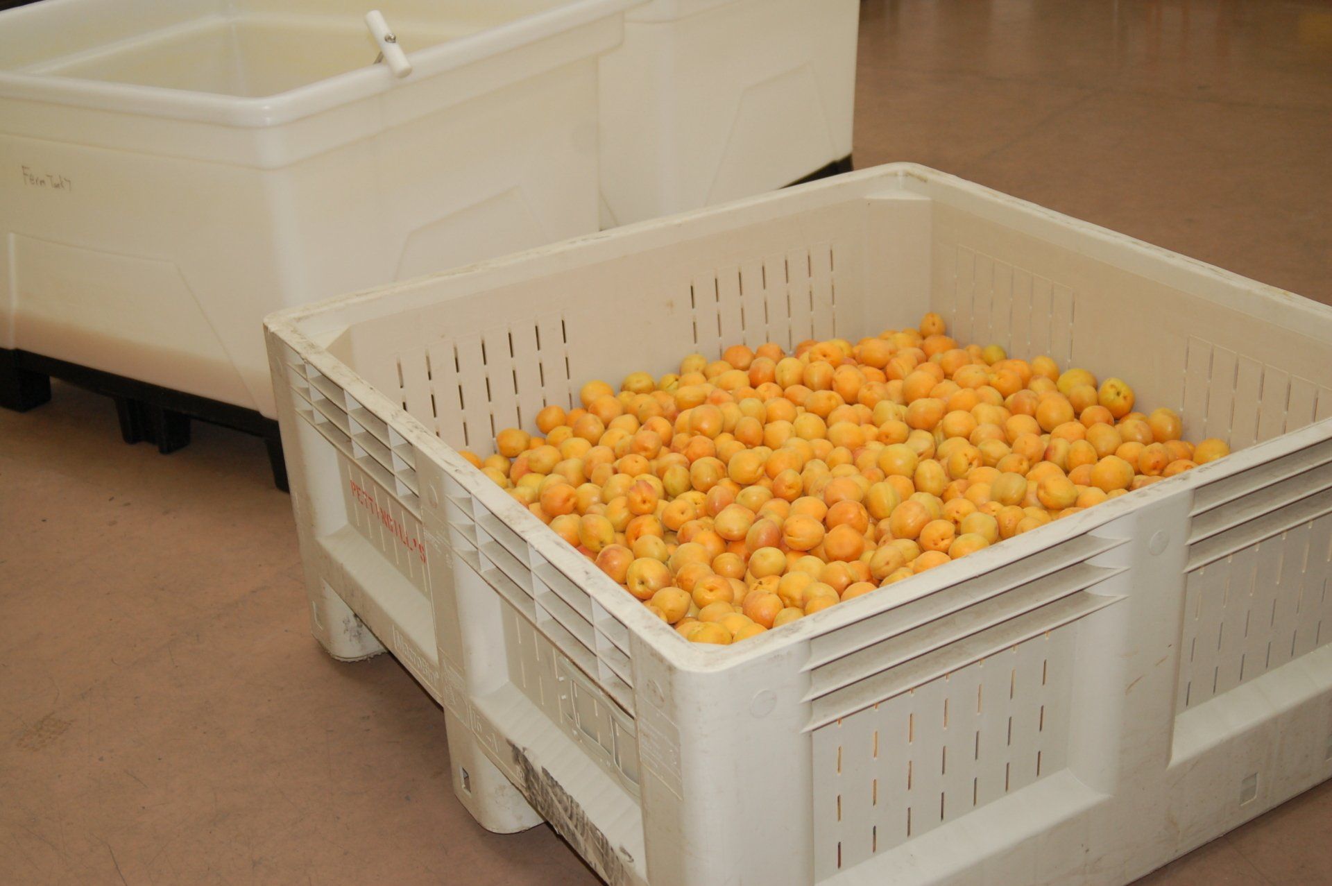 Bin of farm fresh apricots at the winery.