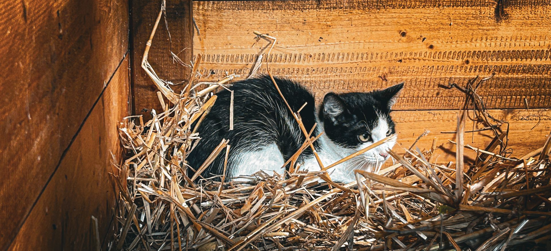Katzenleid, Tierschutz, Katzenhilfe, Steiermark, Austria,  Arche Noah, Aktiver Tierschutz