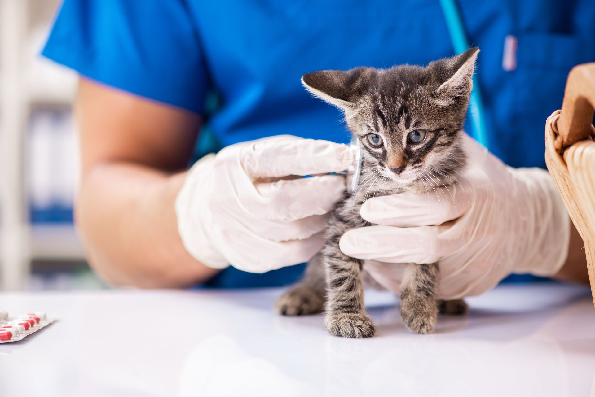 Tierarztpraxis Öffnungszeiten